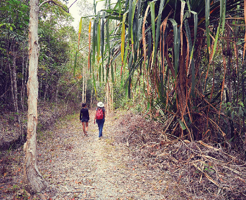 Jungle Trails